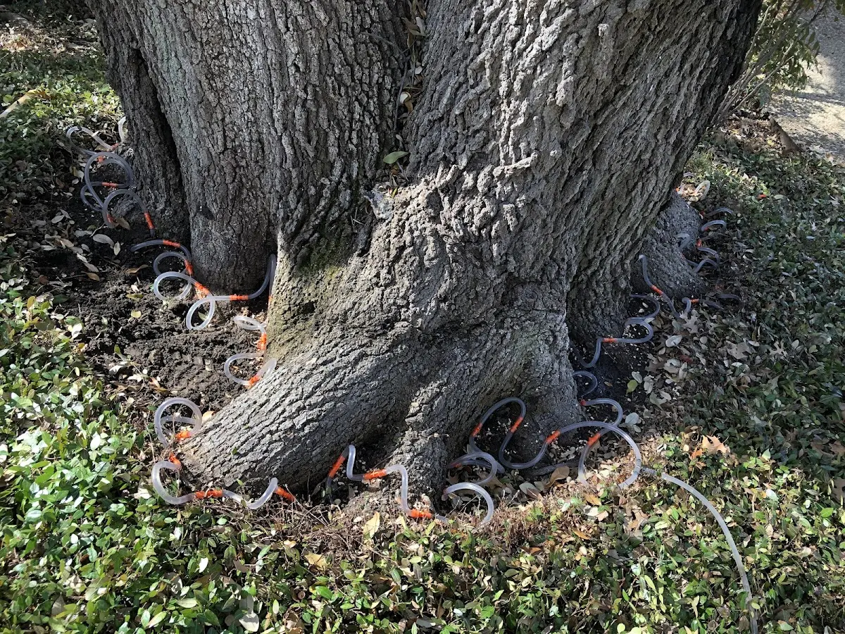 Detailed Tree Cabling and Bracing job site in Eldred