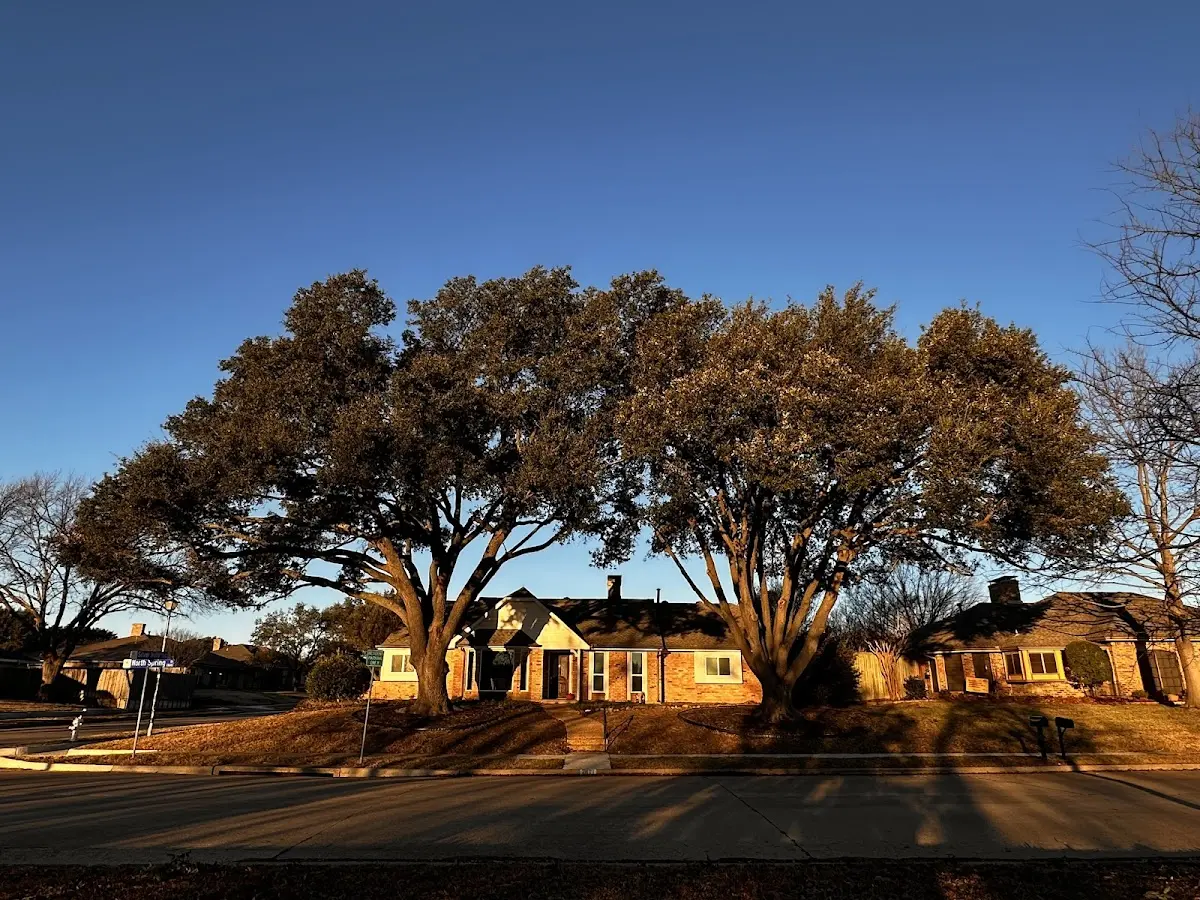 Established residential canopy tree shading a home in Eldred